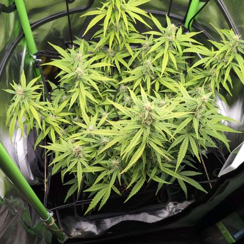Sour Diesel Auto growlog timeline photo