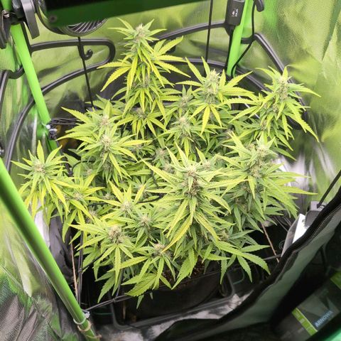 Sour Diesel Auto growlog timeline photo