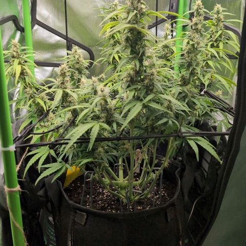 Sour Diesel Auto growlog timeline photo