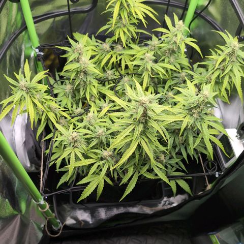 Sour Diesel Auto growlog timeline photo