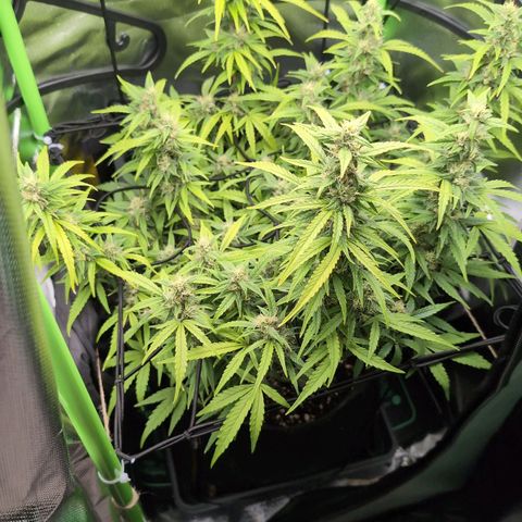 Sour Diesel Auto growlog timeline photo