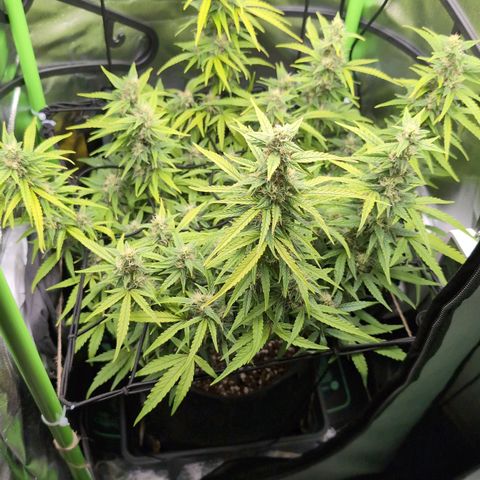 Sour Diesel Auto growlog timeline photo