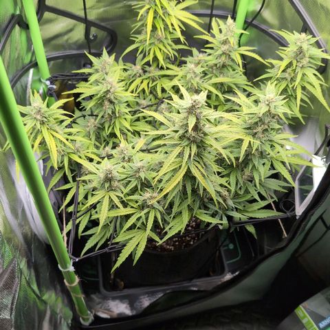 Sour Diesel Auto growlog timeline photo