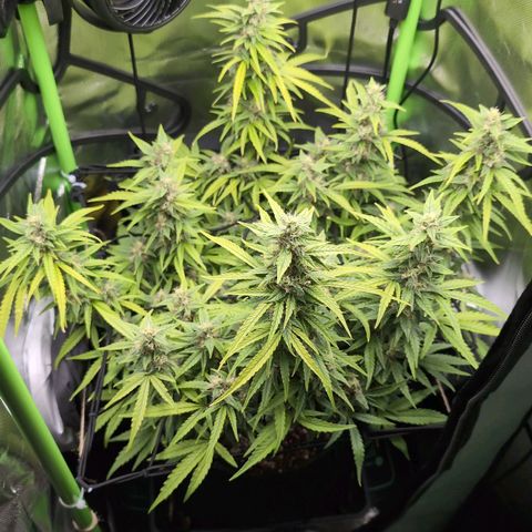 Sour Diesel Auto growlog timeline photo