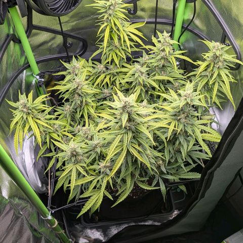Sour Diesel Auto growlog timeline photo