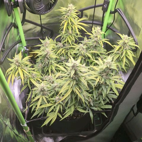 Sour Diesel Auto growlog timeline photo