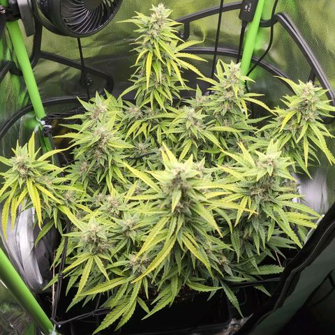 Sour Diesel Auto growlog timeline photo