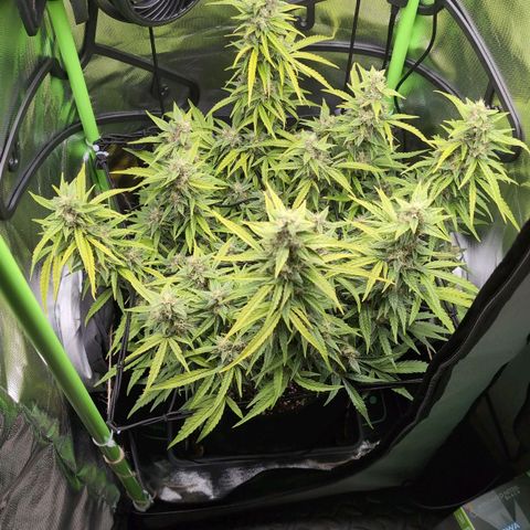 Sour Diesel Auto growlog timeline photo