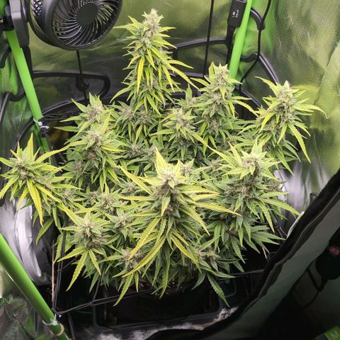 Sour Diesel Auto growlog timeline photo
