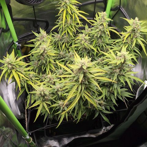 Sour Diesel Auto growlog timeline photo