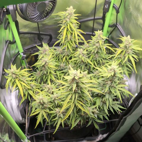 Sour Diesel Auto growlog timeline photo