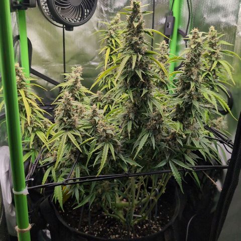 Sour Diesel Auto growlog timeline photo