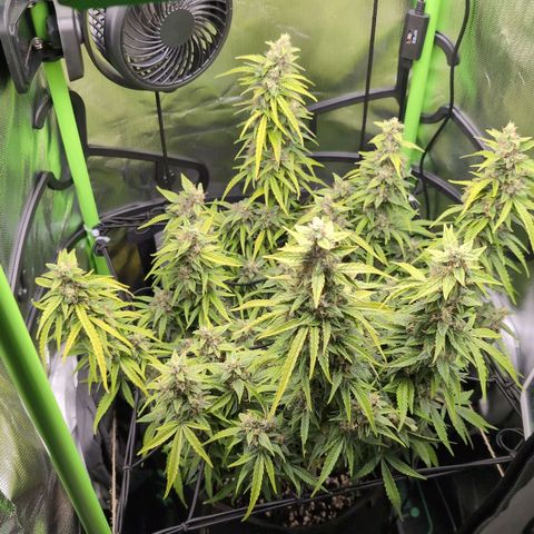 Sour Diesel Auto growlog timeline photo