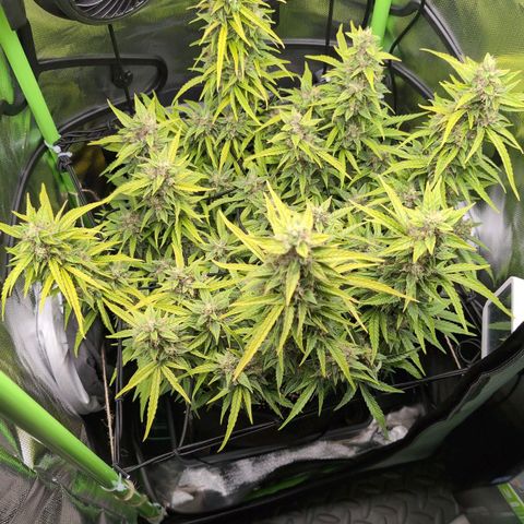 Sour Diesel Auto growlog timeline photo