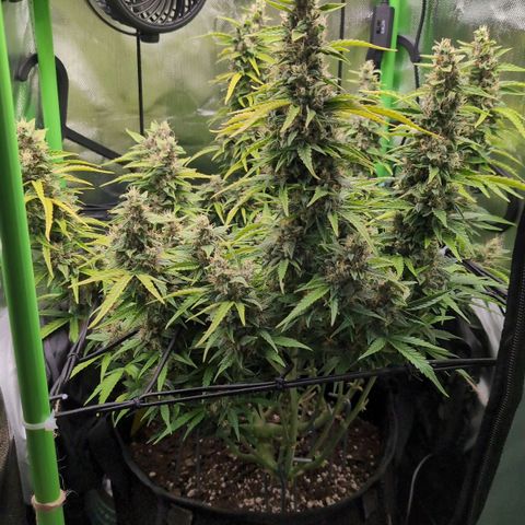 Sour Diesel Auto growlog timeline photo