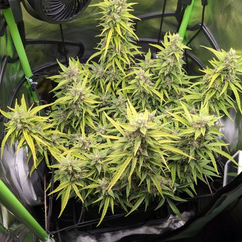 Sour Diesel Auto growlog timeline photo