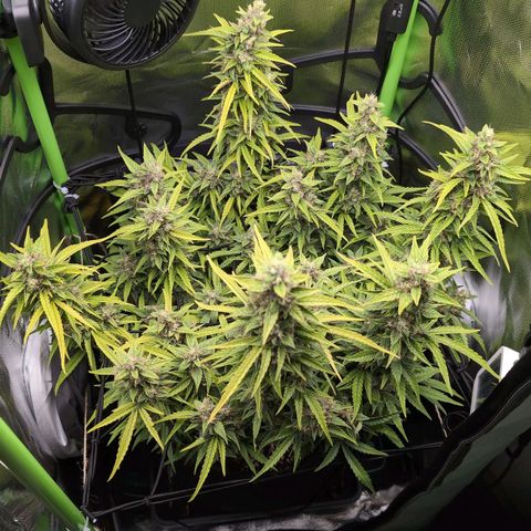 Sour Diesel Auto growlog timeline photo