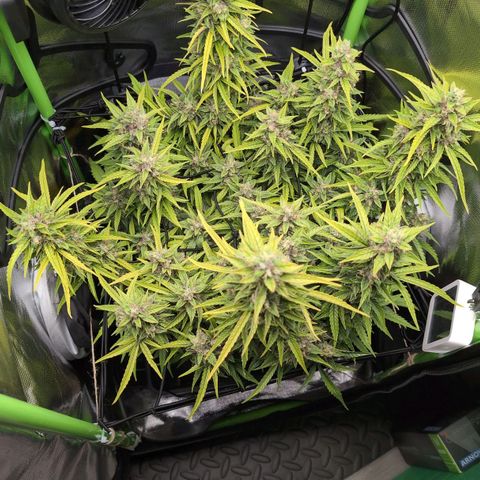 Sour Diesel Auto growlog timeline photo
