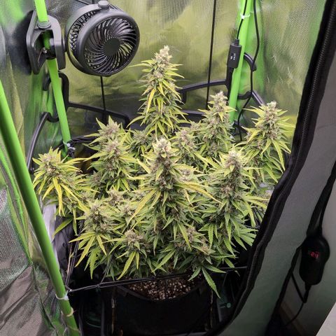 Sour Diesel Auto growlog timeline photo