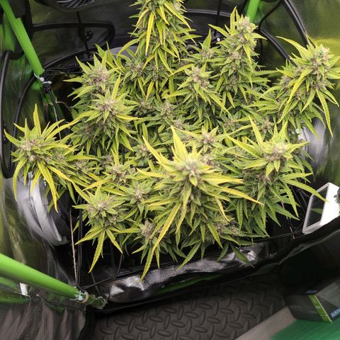 Sour Diesel Auto growlog timeline photo