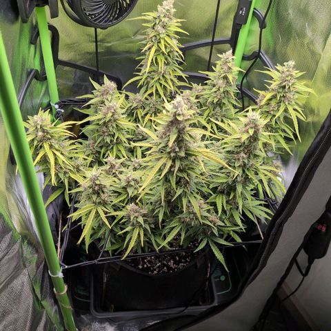 Sour Diesel Auto growlog timeline photo