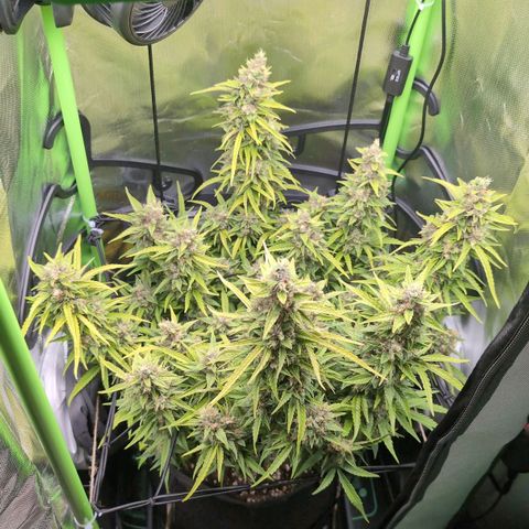 Sour Diesel Auto growlog timeline photo
