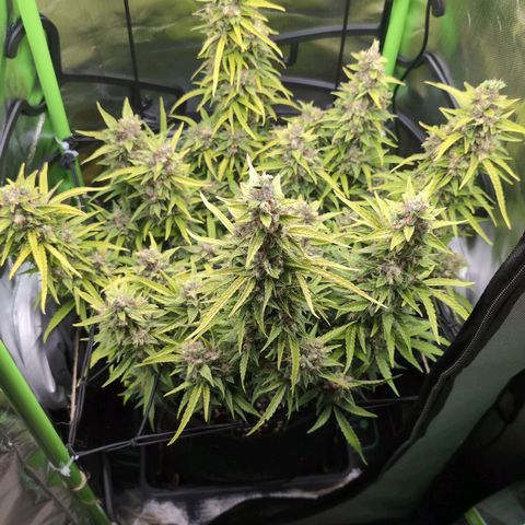 Sour Diesel Auto growlog timeline photo
