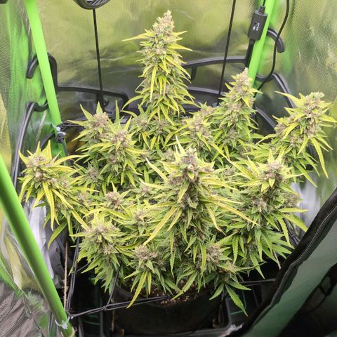 Sour Diesel Auto growlog timeline photo
