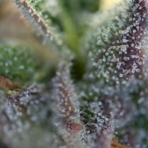 Sour Diesel Auto growlog timeline photo