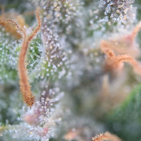 Sour Diesel Auto growlog timeline photo