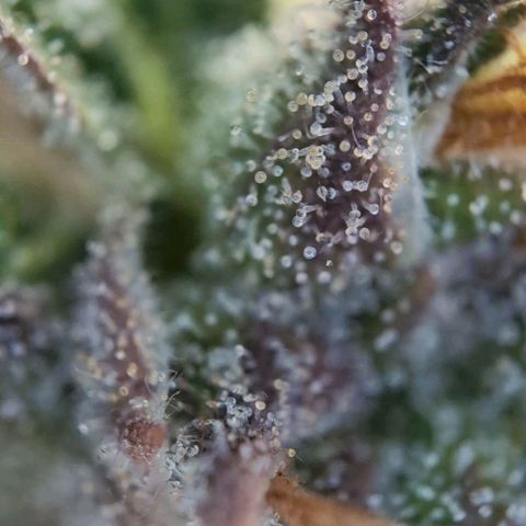 Sour Diesel Auto growlog timeline photo