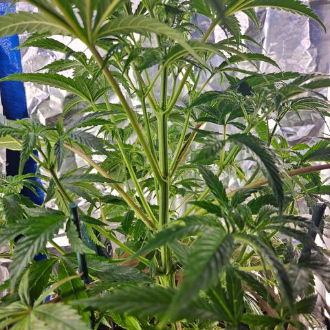Juanita  growlog timeline photo