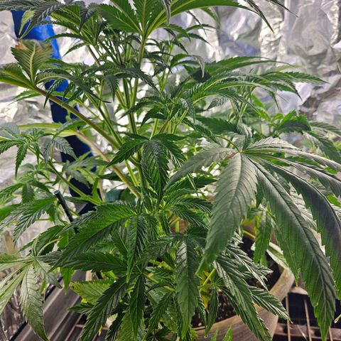 Juanita  growlog timeline photo