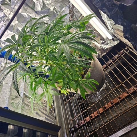 Juanita  growlog timeline photo