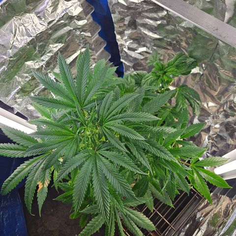 Juanita  growlog timeline photo