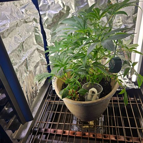 Juanita  growlog timeline photo
