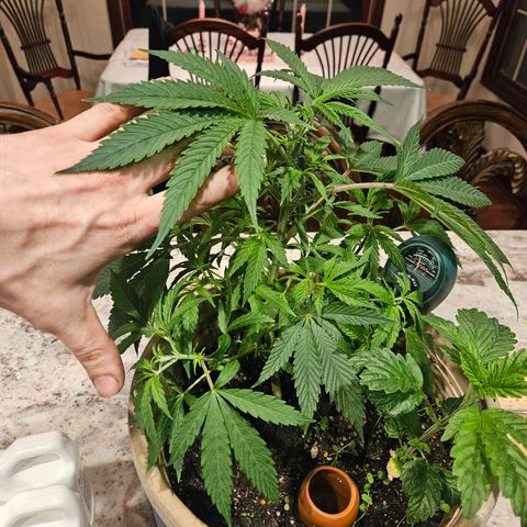 Juanita  growlog timeline photo