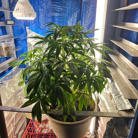 Juanita  growlog photo: Seperated