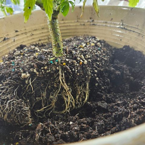 Juanita  growlog photo: Seperated