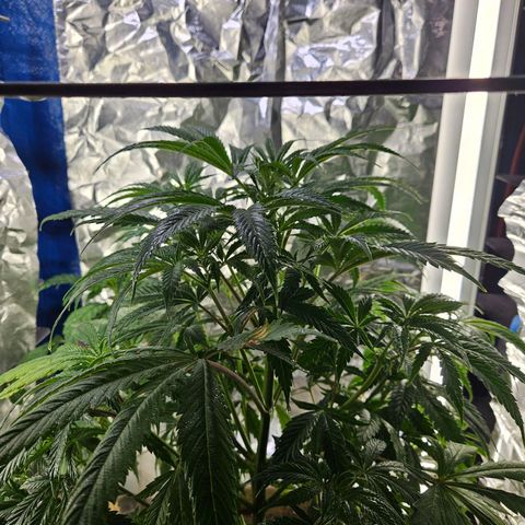 Juanita  growlog timeline photo