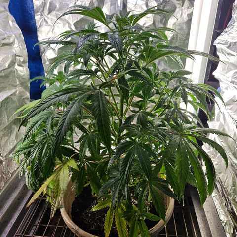 Juanita  growlog timeline photo