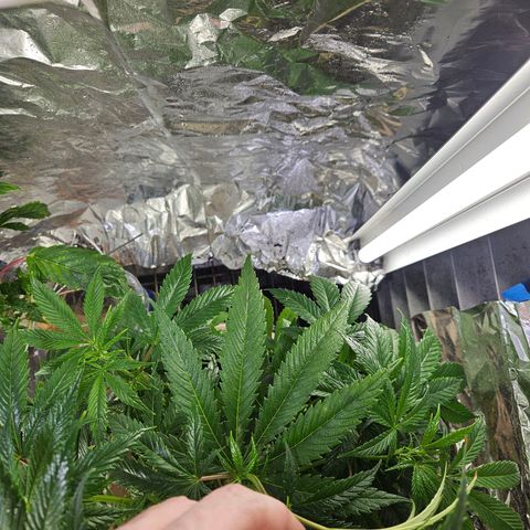 Juanita  growlog timeline photo