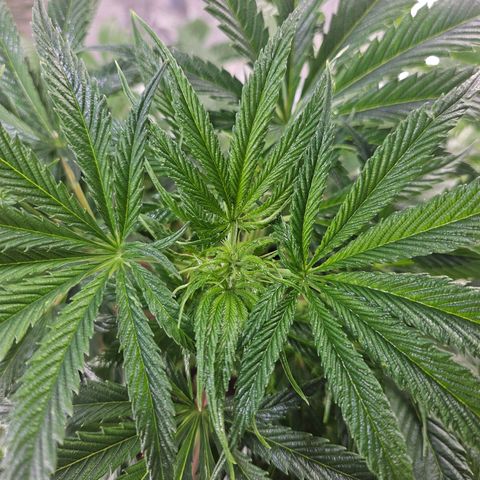 Juanita  growlog timeline photo