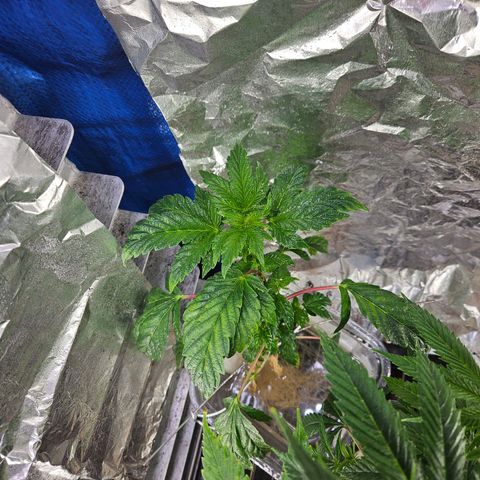 Juanita  growlog timeline photo