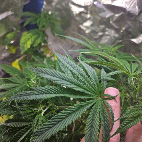 Juanita  growlog timeline photo
