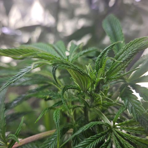 Juanita  growlog timeline photo