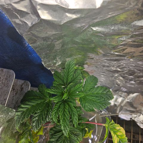 Juanita  growlog timeline photo