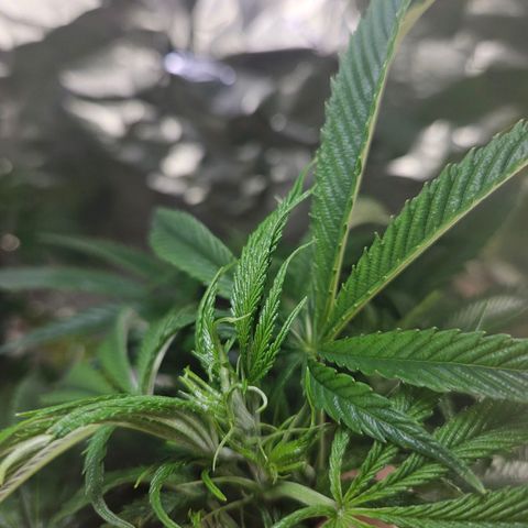 Juanita  growlog timeline photo