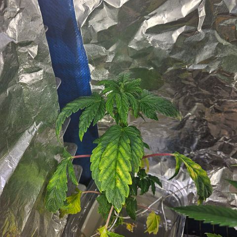Juanita  growlog timeline photo