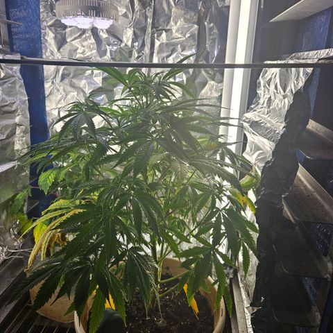 Juanita  growlog timeline photo